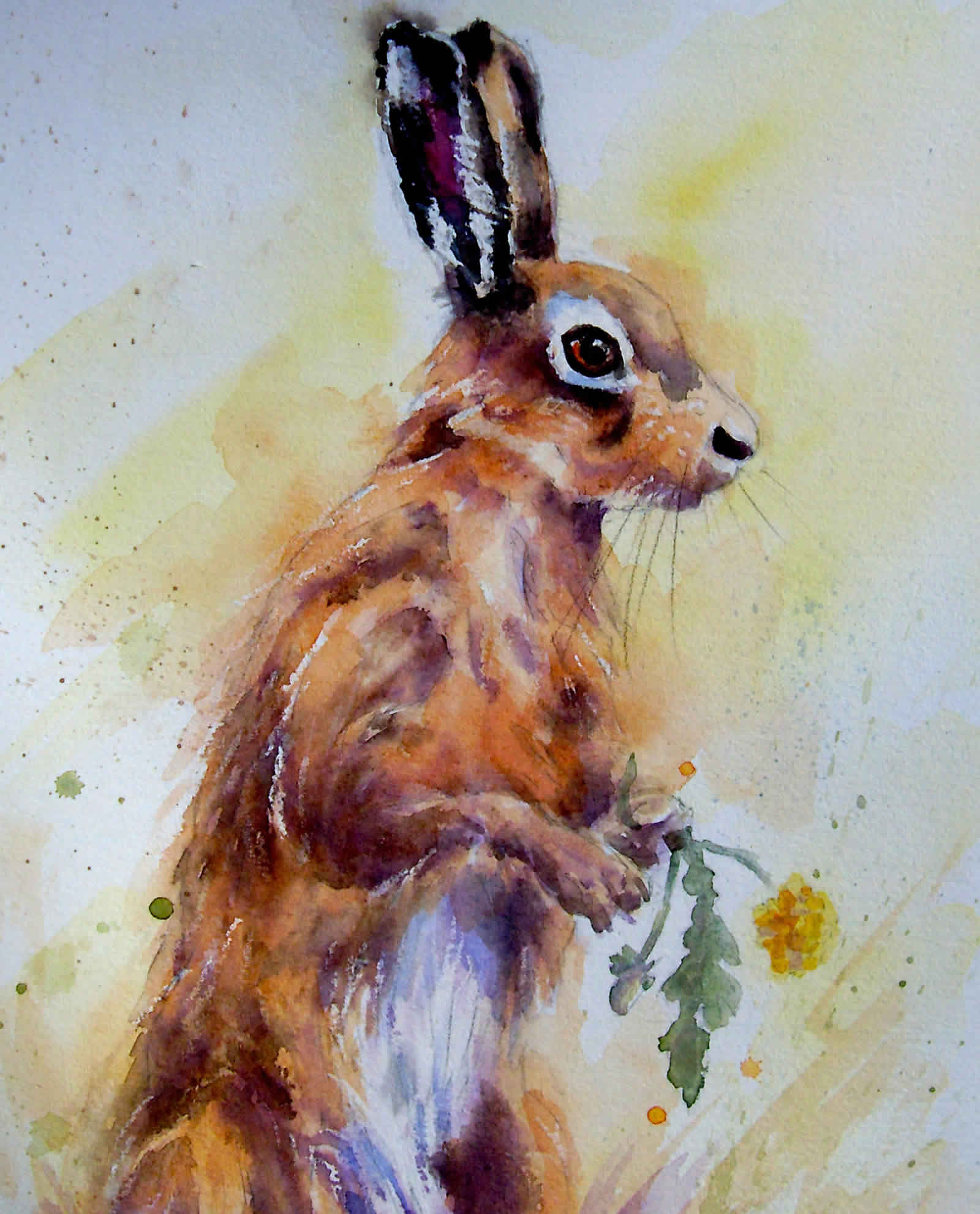 wildlife-hare-dandlion